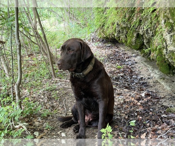 Medium Photo #2  Breeder Profile in WHITNEY, TX, USA