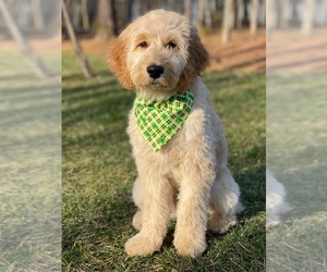 Labradoodle Dog Breeder near ROCKY MOUNT, NC, USA