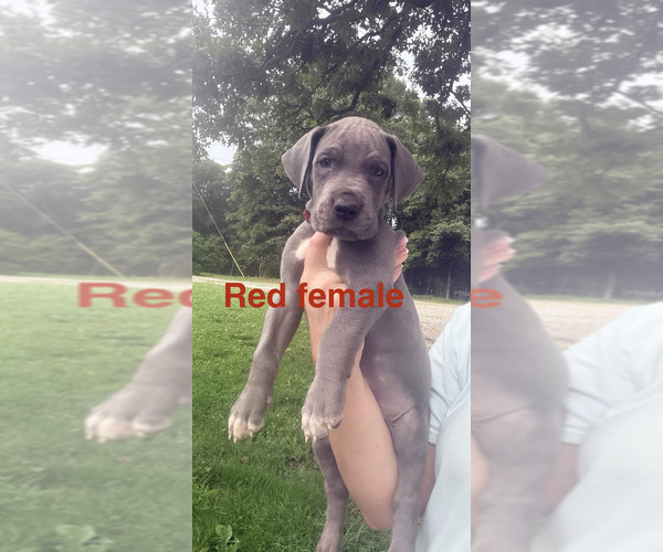 Medium Photo #22  Breeder Profile in WALNUT GROVE, MO, USA