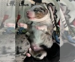 Small #10 Breeder Profile image