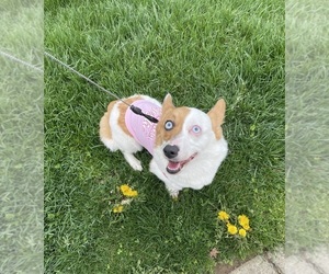 Pembroke Welsh Corgi Dog Breeder near PHILADELPHIA, PA, USA