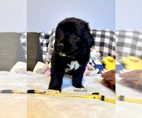 Medium Photo #6  Breeder Profile in LEICESTER, NC, USA