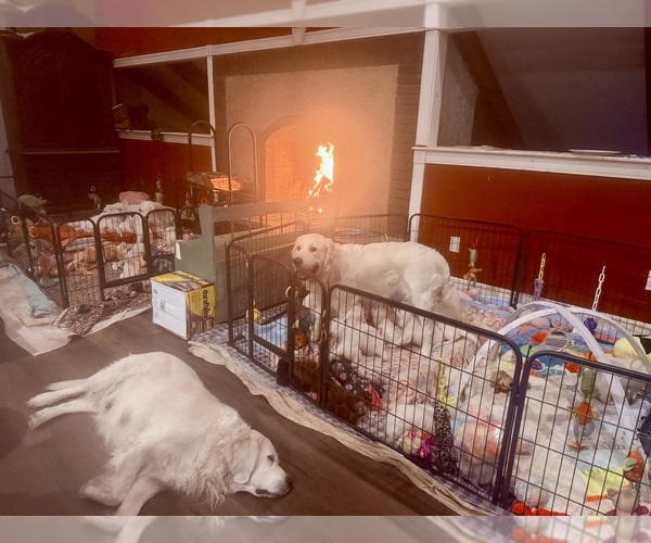 Medium Photo #14  Breeder Profile in MEDFORD TOWNSHIP, NJ, USA