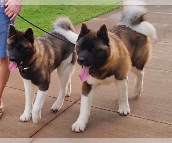 Medium Photo #1  Breeder Profile in EWA BEACH, HI, USA