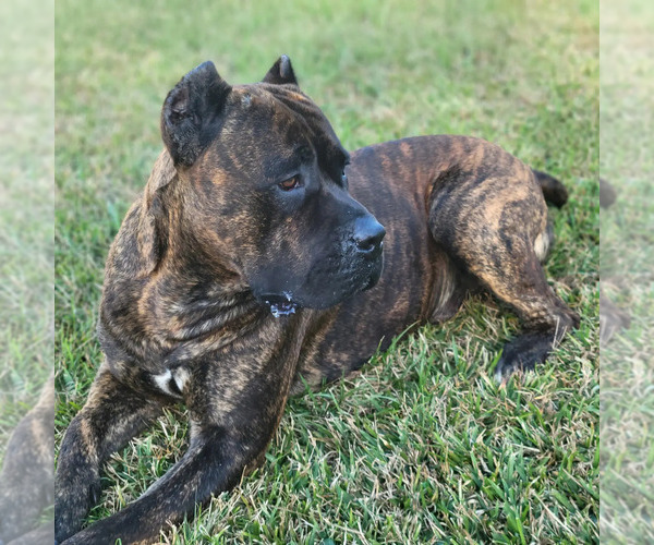 Medium Photo #1  Breeder Profile in HUBERT, NC, USA