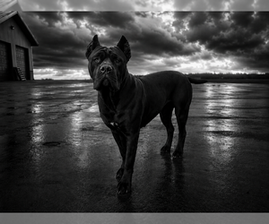 Cane Corso Dog Breeder near PONSFORD, MN, USA