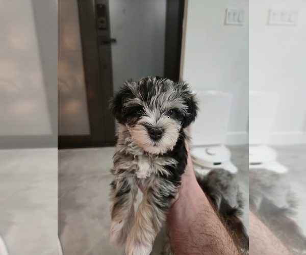 Medium Photo #3  Breeder Profile in LEHIGH ACRES, FL, USA