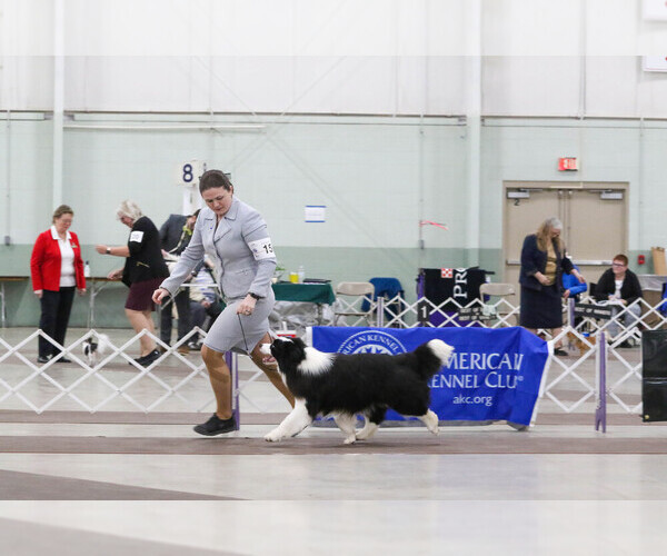 Medium Photo #25  Breeder Profile in BRYANTOWN, MD, USA