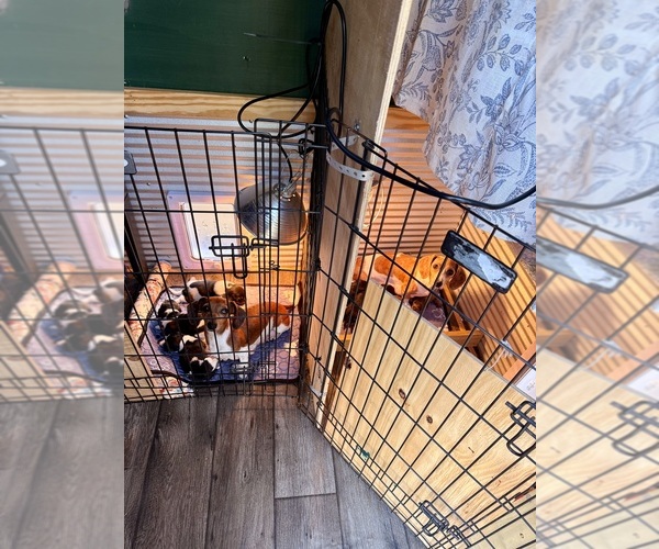 Medium Photo #3  Breeder Profile in FAIRVIEW, OK, USA