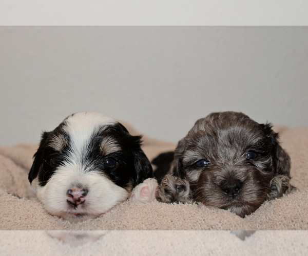 Medium Photo #1  Breeder Profile in GRANTS PASS, OR, USA