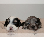 Small breeder photo