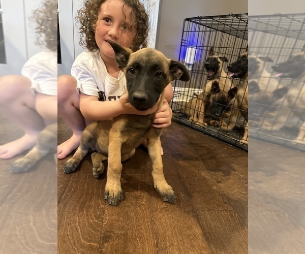 Medium Photo #26  Breeder Profile in ATHENS, AL, USA