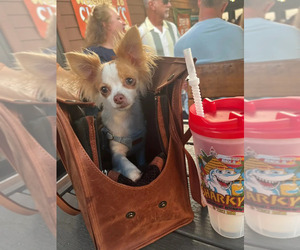 Chihuahua Dog Breeder near HOMERVILLE, GA, USA