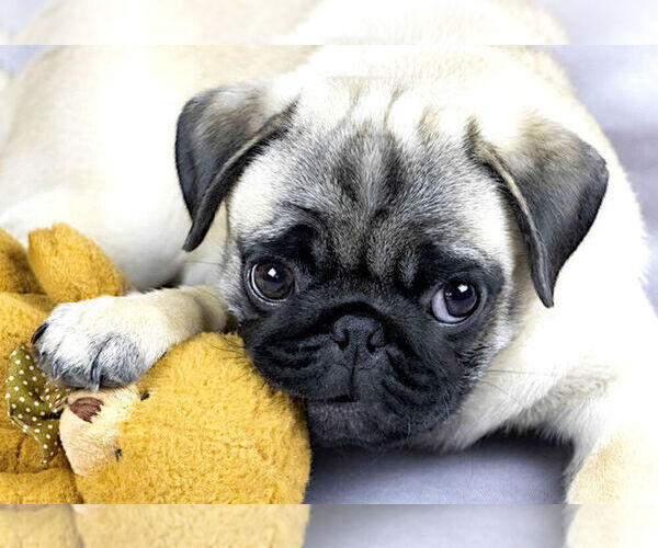 Medium Photo #1  Breeder Profile in HUTTO, TX, USA