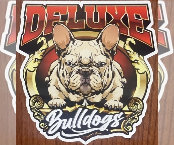 Medium Photo #1  Breeder Profile in SAN JOSE, CA, USA