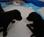 Small #8 Breeder Profile image