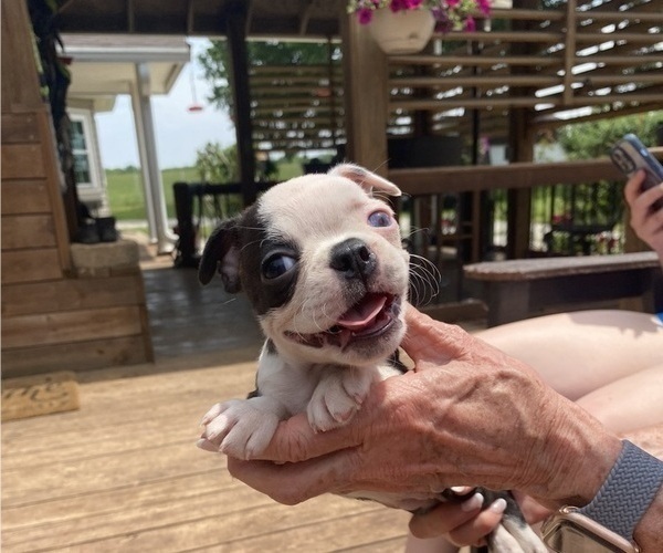 Medium Photo #4  Breeder Profile in FREDONIA, KS, USA