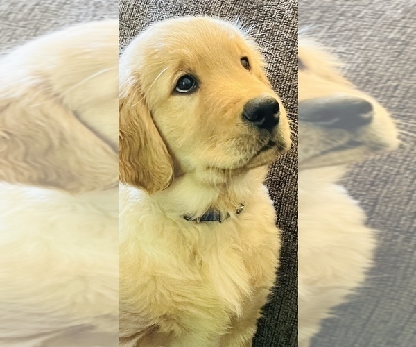 Medium Photo #3  Breeder Profile in SUWANEE, GA, USA