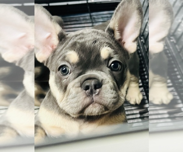 Medium Photo #1  Breeder Profile in LOUISVILLE, KY, USA