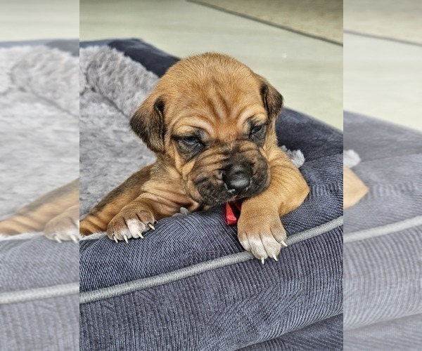 Medium Photo #14  Breeder Profile in BUMPASS, VA, USA