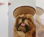 Small #12 Breeder Profile image