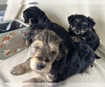 Small #37 Breeder Profile image
