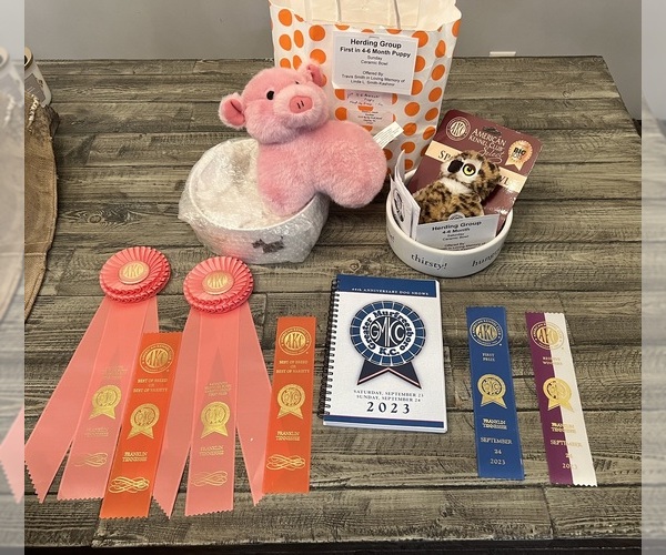 Medium Photo #8  Breeder Profile in NOLENSVILLE, TN, USA