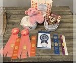 Small #7 Breeder Profile image
