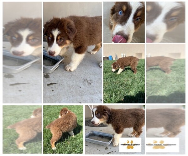 Medium Photo #3  Breeder Profile in MODESTO, CA, USA