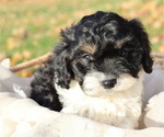 Small #10 Breeder Profile image