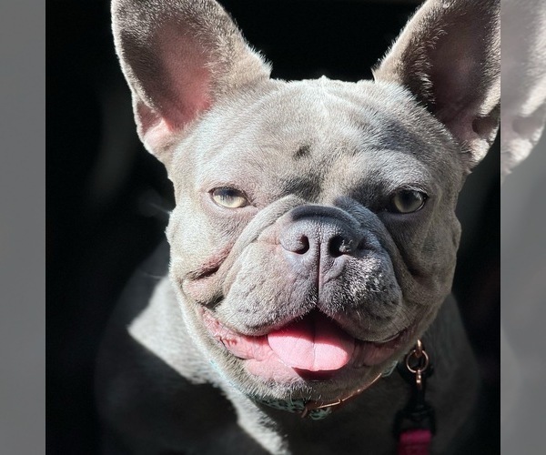 Medium Photo #1  Breeder Profile in SAN DIEGO, CA, USA