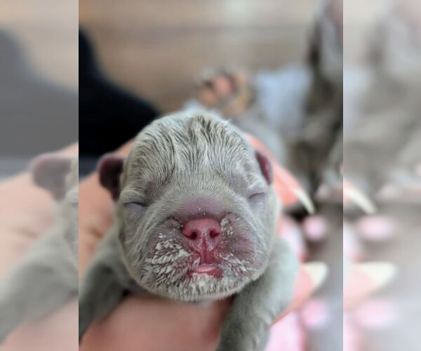 Medium Photo #4  Breeder Profile in SPRINGFIELD, MO, USA