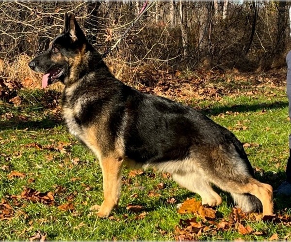 Medium Photo #1  Breeder Profile in ARODA, VA, USA