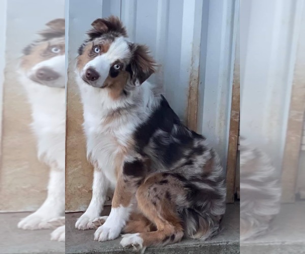 Medium Photo #1  Breeder Profile in BURNET, TX, USA