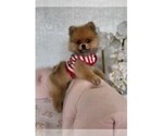 Small #4 Breeder Profile image