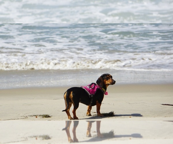 Medium Photo #1  Breeder Profile in MURRIETA, CA, USA