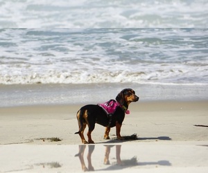 Chiweenie Dog Breeder near MURRIETA, CA, USA