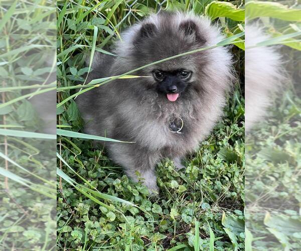 Medium Photo #5  Breeder Profile in LONE ROCK, WI, USA