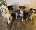 Small breeder photo