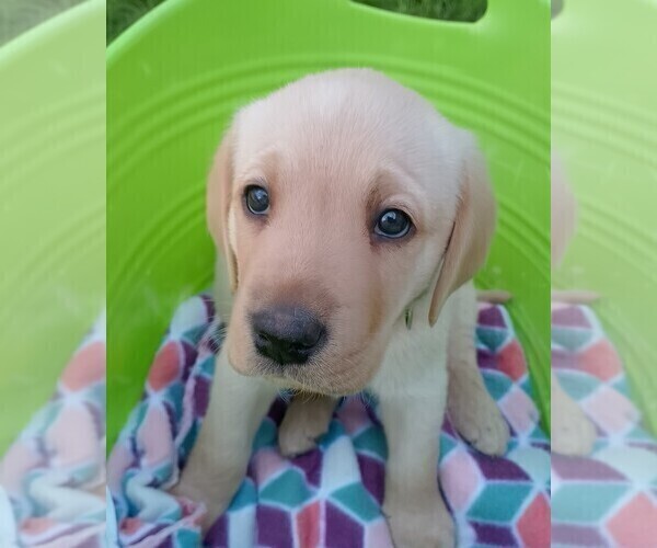 Medium Photo #19  Breeder Profile in IONE, CA, USA