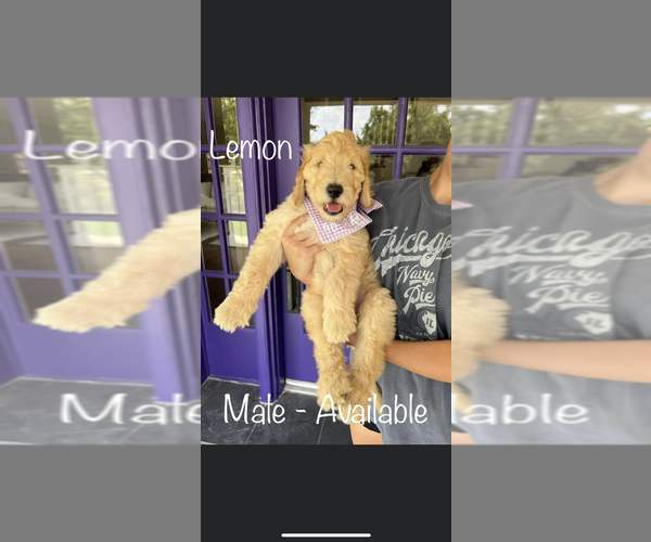 Medium Photo #1  Breeder Profile in JARRELL, TX, USA