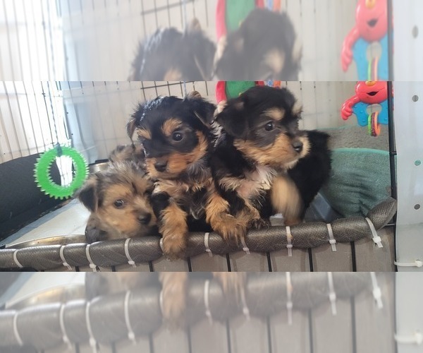 Medium Photo #321  Breeder Profile in AKRON, OH, USA