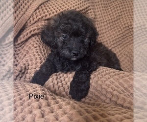 Havapoo Dog Breeder near ORCHARDS, WA, USA