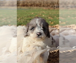 Small #8 Breeder Profile image