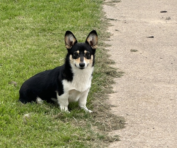 Medium Photo #2  Breeder Profile in ATHENS, TX, USA