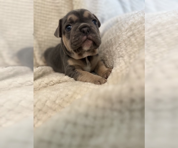 Medium Photo #16  Breeder Profile in JEFFERSONVILLE, IN, USA