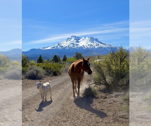 Medium Photo #15  Breeder Profile in HAMMOND RANCH, CA, USA