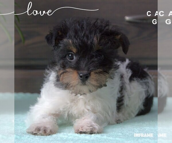 Medium Photo #3  Breeder Profile in CLARE, MI, USA