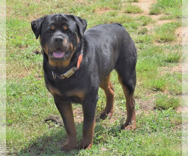 Medium Photo #1  Breeder Profile in ROCKWELL, NC, USA