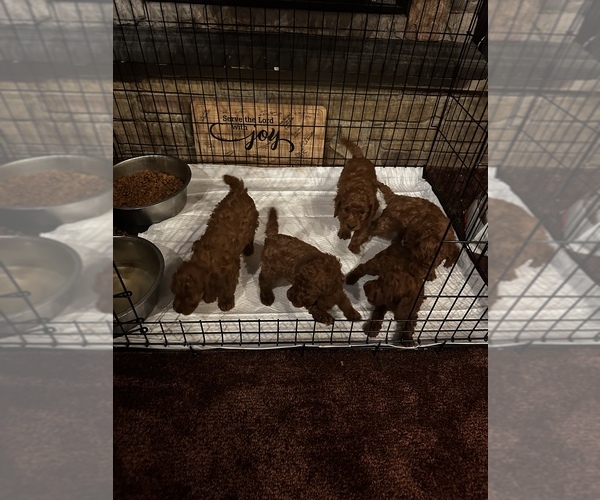 Medium Photo #1  Breeder Profile in ARCADIA, OH, USA
